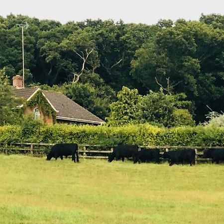 Yellowham Farm, Dorchester Higher Bockhampton 외부 사진